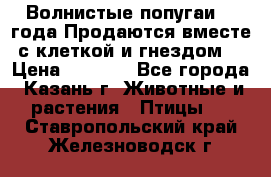 Волнистые попугаи, 2 года.Продаются вместе с клеткой и гнездом. › Цена ­ 2 800 - Все города, Казань г. Животные и растения » Птицы   . Ставропольский край,Железноводск г.